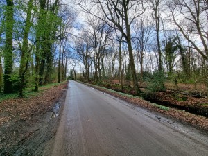 
                            <b>Verharde straat, Meentweg, met bomen</b><br>
                                                        <b>ISO:</b> 50 | <b>Sluitertijd:</b> 1/674 | <b>Diafragma:</b> f/2.2 | <b>Datum:</b> 2024-03-23

                        