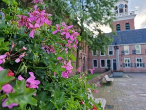 
                            <b>De Nicolaïkerk, het plein en bloemen</b><br>
                                                        <b>ISO:</b> 50 | <b>Sluitertijd:</b> 1/180 | <b>Diafragma:</b> f/1.8 | <b>Datum:</b> 2024-05-29

                        
