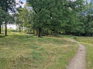
                            <b>Bosgebied met kronkelend wandelpad tussen hoge bomen</b><br>
                                                        <b>ISO:</b> 50 | <b>Sluitertijd:</b> 1/180 | <b>Diafragma:</b> f/1.8 | <b>Datum:</b> 2024-07-10

                        