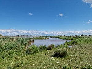 
                            <b>Meertje omringd door riet en gras, uitgestrekt landschap op de achtergrond.</b><br>
                                                        <b>ISO:</b> 50 | <b>Sluitertijd:</b> 1/17857 | <b>Diafragma:</b> f/1.8 | <b>Datum:</b> 2025-05-18

                        