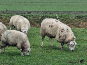 
                            <b>Schapen grazen op een groen grasveld.</b><br>
                                                        <b>ISO:</b> 80 | <b>Sluitertijd:</b> 1/50 | <b>Diafragma:</b> f/4.9 | <b>Datum:</b> 2024-01-13

                        