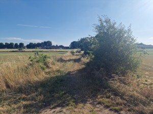 
                            <b>Pad omgeven door hoog gras en struiken, leidt naar huizen in verte.</b><br>
                                                        <b>ISO:</b> 50 | <b>Sluitertijd:</b> 1/1642 | <b>Diafragma:</b> f/1.8 | <b>Datum:</b> 2025-06-29

                        