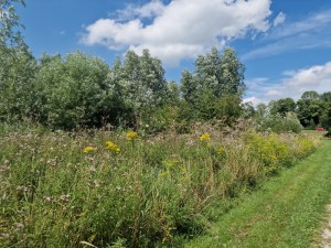 
                            <b>Boezem met wilde bloemen naast een wandelpad.</b><br>
                                                        <b>ISO:</b> 50 | <b>Sluitertijd:</b> 1/1748 | <b>Diafragma:</b> f/1.8 | <b>Datum:</b> 2025-07-20

                        