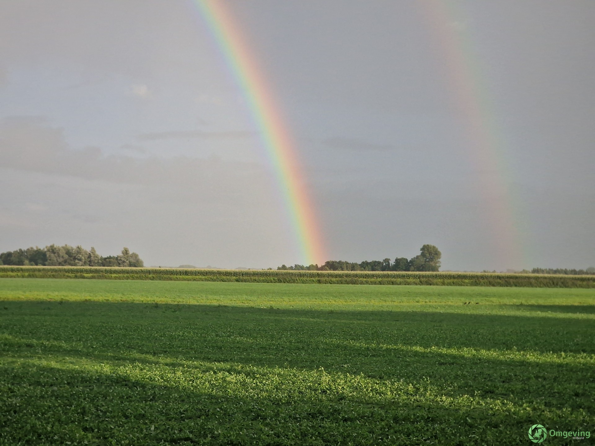 Foto van Woudbloem