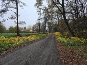 
                            <b>Grindweg door bos met gele bermplanten.</b><br>
                                                        <b>ISO:</b> 64 | <b>Sluitertijd:</b> 1/180 | <b>Diafragma:</b> f/1.7 | <b>Datum:</b> 2025-11-16

                        