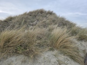 
                            <b>Met helmgras begroeide zandduin.</b><br>
                                                        <b>ISO:</b> 12 | <b>Sluitertijd:</b> 4386821/1000000000 | <b>Diafragma:</b> f/1.7 | <b>Datum:</b> 2026-02-08

                        