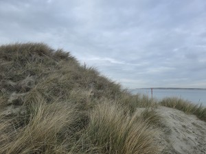 
                            <b>Zandduin begroeid met helmgras.</b><br>
                                                        <b>ISO:</b> 12 | <b>Sluitertijd:</b> 1517741/500000000 | <b>Diafragma:</b> f/1.7 | <b>Datum:</b> 2026-02-08

                        