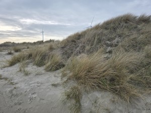
                            <b>Zandduinen met helmgras en windturbines op de achtergrond.</b><br>
                                                        <b>ISO:</b> 12 | <b>Sluitertijd:</b> 3678887/1000000000 | <b>Diafragma:</b> f/1.7 | <b>Datum:</b> 2026-02-08

                        