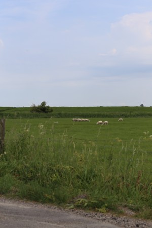 
                            <b>Schapen grazen in een groen weiland.</b><br>
                                                        <b>ISO:</b> 100 | <b>Sluitertijd:</b> 1/320 | <b>Diafragma:</b> f/8.0 | <b>Datum:</b> 2026-05-31

                        