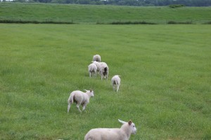 
                            <b>Een groep lammeren loopt door het gras.</b><br>
                                                        <b>ISO:</b> 100 | <b>Sluitertijd:</b> 1/320 | <b>Diafragma:</b> f/5.6 | <b>Datum:</b> 2026-05-31

                        