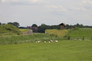 
                            <b>Schapen grazen rustig in een weiland.</b><br>
                                                        <b>ISO:</b> 100 | <b>Sluitertijd:</b> 1/500 | <b>Diafragma:</b> f/7.1 | <b>Datum:</b> 2026-05-31

                        