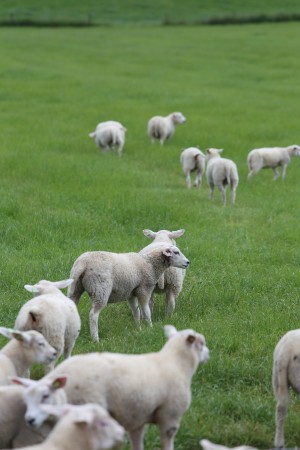 
                            <b>Kudde schapen graast in een groen weiland</b><br>
                                                        <b>ISO:</b> 100 | <b>Sluitertijd:</b> 1/400 | <b>Diafragma:</b> f/5.6 | <b>Datum:</b> 2026-05-31

                        