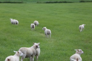 
                            <b>Schapen grazen verspreid in een groene weide.</b><br>
                                                        <b>ISO:</b> 100 | <b>Sluitertijd:</b> 1/400 | <b>Diafragma:</b> f/5.6 | <b>Datum:</b> 2026-05-31

                        