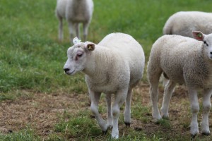 
                            <b>Wit lammetje loopt tussen andere schapen.</b><br>
                                                        <b>ISO:</b> 100 | <b>Sluitertijd:</b> 1/400 | <b>Diafragma:</b> f/5.6 | <b>Datum:</b> 2026-05-31

                        