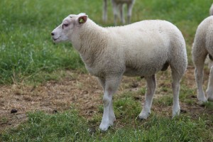 
                            <b>Een wit schaap met dikke wol staat zijwaarts.</b><br>
                                                        <b>ISO:</b> 100 | <b>Sluitertijd:</b> 1/400 | <b>Diafragma:</b> f/5.6 | <b>Datum:</b> 2026-05-31

                        