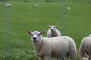 
                            <b>Witte schapen met oormerken in een weiland</b><br>
                                                        <b>ISO:</b> 100 | <b>Sluitertijd:</b> 1/400 | <b>Diafragma:</b> f/7.1 | <b>Datum:</b> 2026-05-31

                        