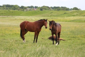 
                            <b>Drie bruine paarden staan en liggen in het gras.</b><br>
                                                        <b>ISO:</b> 100 | <b>Sluitertijd:</b> 1/320 | <b>Diafragma:</b> f/5.0 | <b>Datum:</b> 2026-05-31

                        