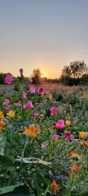 Roze en oranje bloemen in bloeiend veld.
